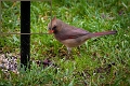 Female Cardinal